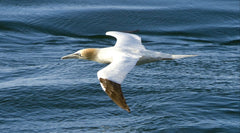 Round Rathlin Lighthouses and Landing Tour