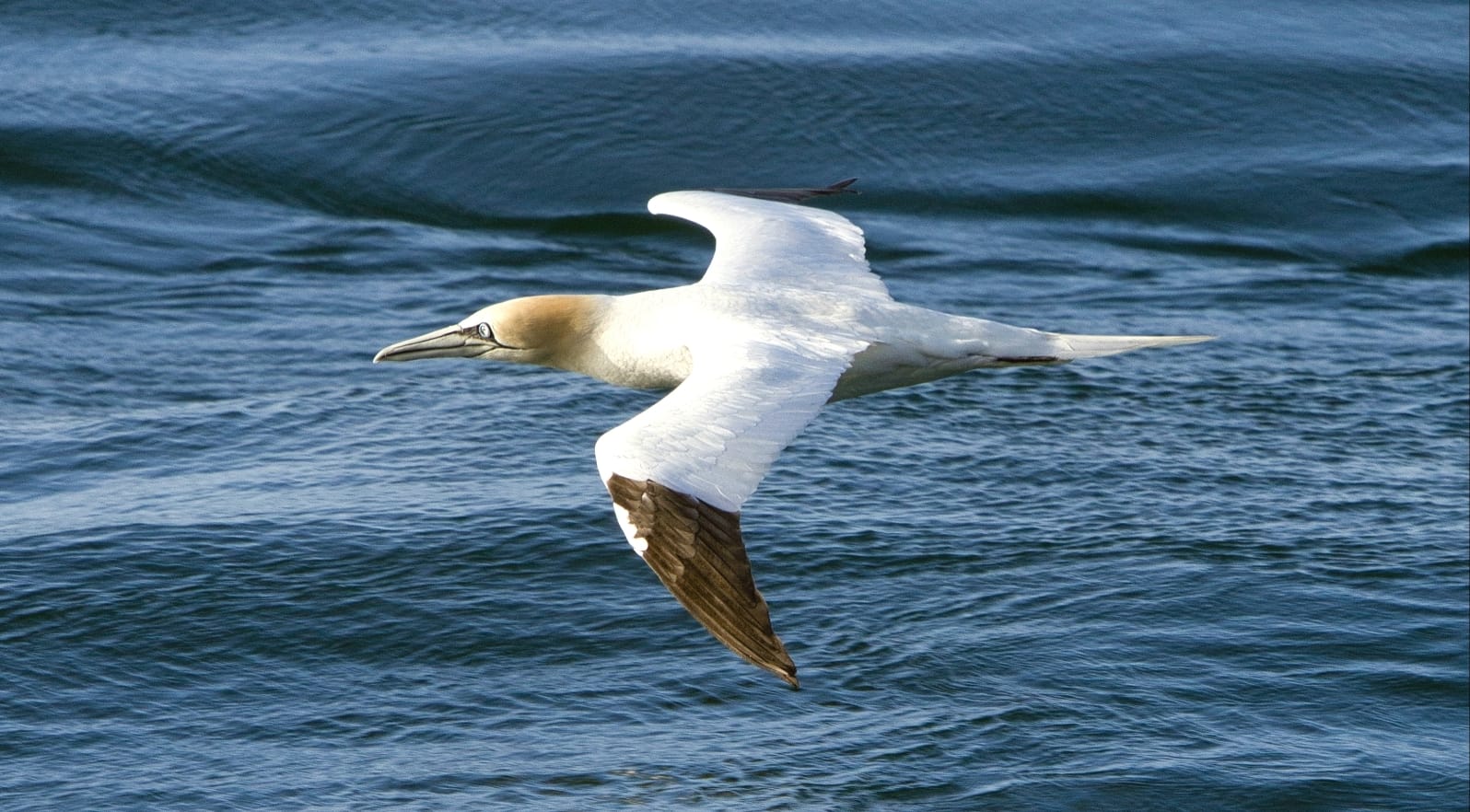 Gannet gliding low over the water