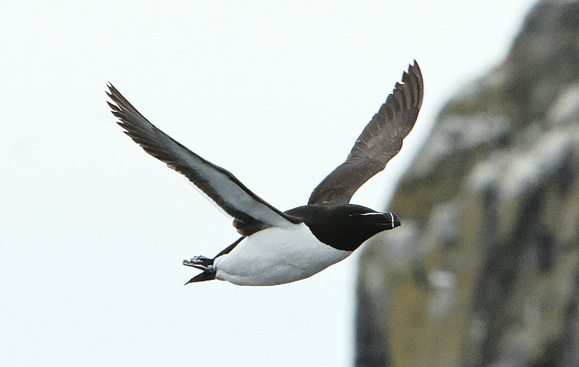 Razorbill flying past the Rathlin cliffs