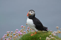 Puffins, Seals and Lighthouses Tour
