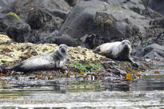 Rathlin Seals & Lighthouses Tour
