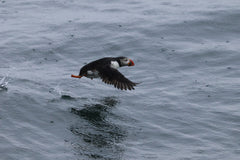 Round Rathlin Lighthouses and Landing Tour