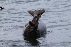 Puffins, Seals and Lighthouses Tour
