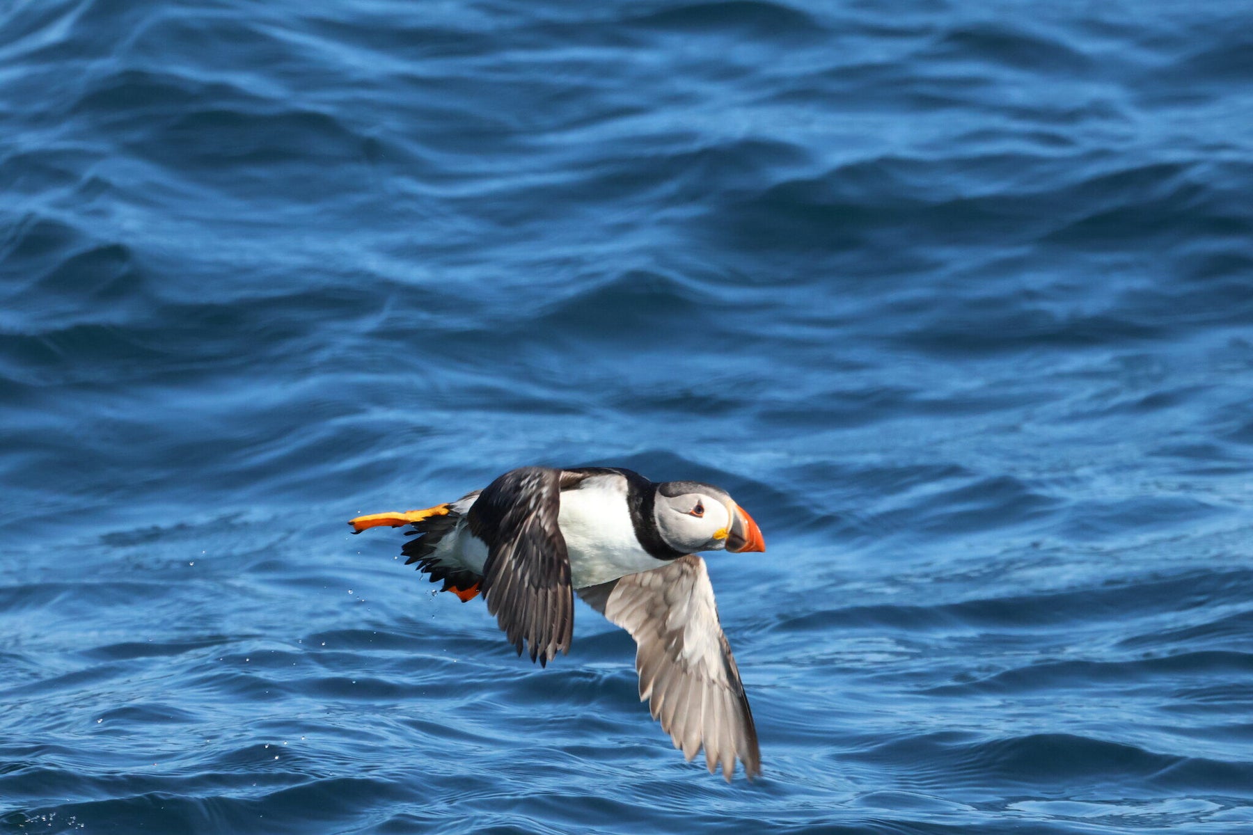 Puffins, Seals and Lighthouses Tour