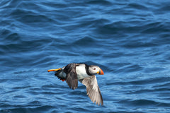 Puffins, Seals and Lighthouses Tour