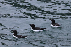Puffins, Seals and Lighthouses Tour