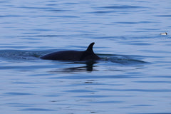 Puffins, Seals and Lighthouses Tour