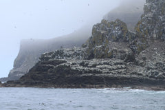 Puffins, Seals and Lighthouses Tour