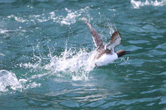 Puffins, Seals and Lighthouses Tour