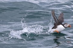 Puffins, Seals and Lighthouses Tour