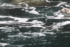 Rathlin Seals & Lighthouses Tour