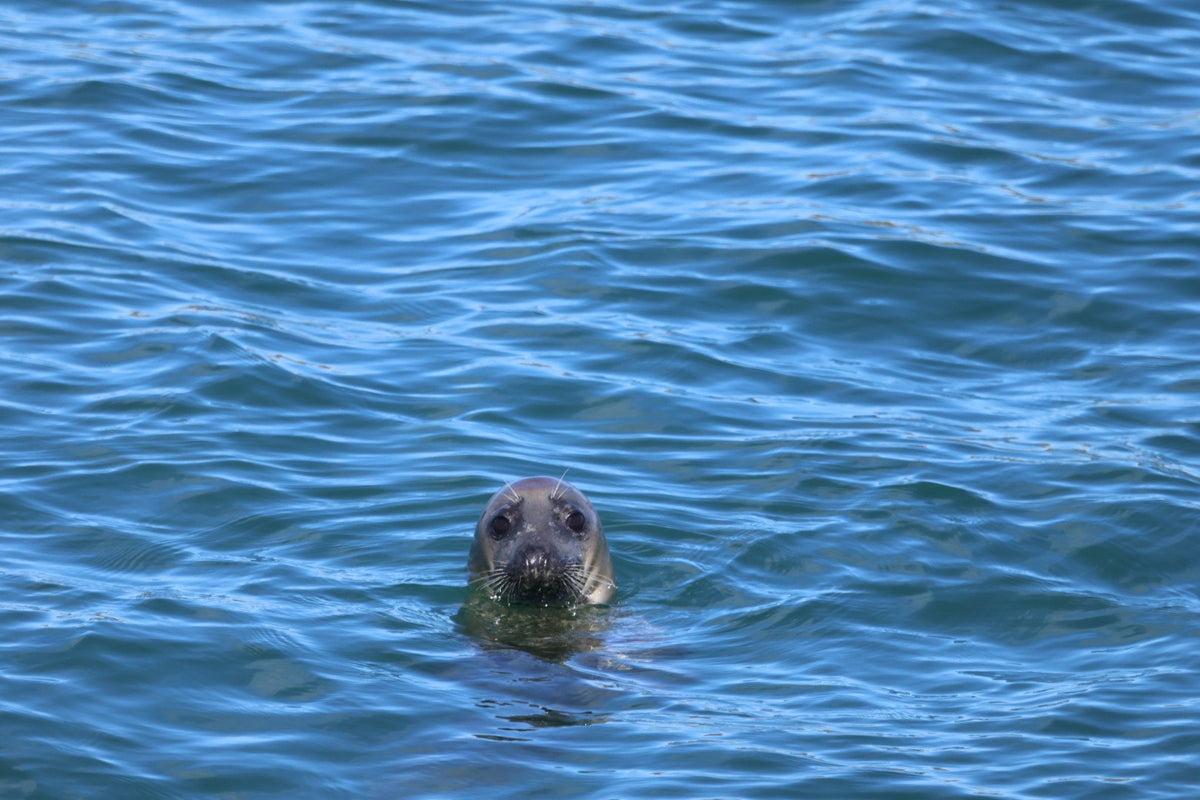 Wild Rathlin: Seals, Lighthouses & Island Landing Experience with Kintra Boat Tours from Ballycastle, photo 24 of 30