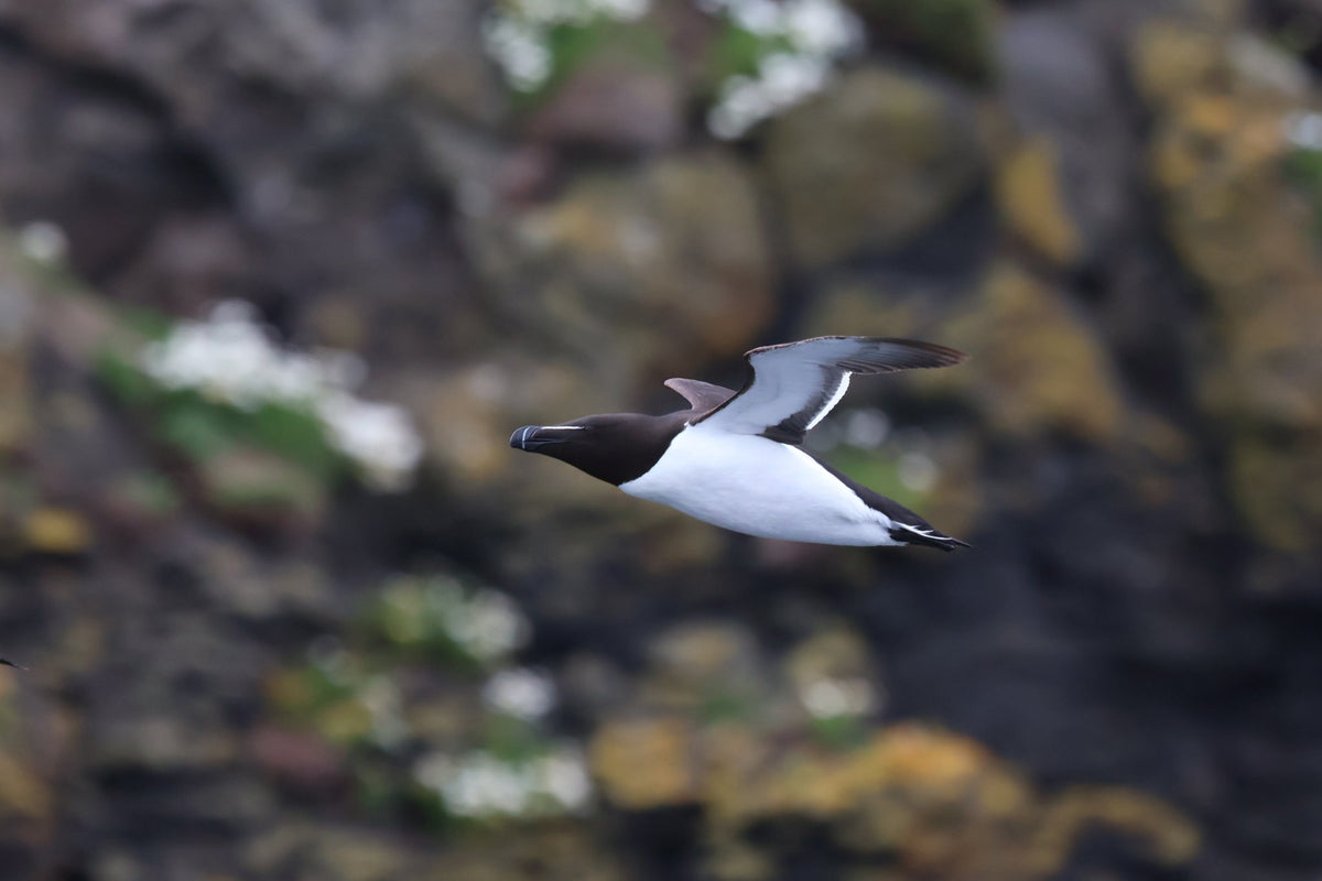 Wild Rathlin: Puffins, Seals & Lighthouses Experience