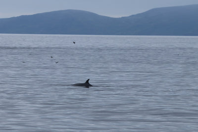 Round Rathlin Lighthouses & Landing Tour with Kintra Boat Tours from Ballycastle, photo 21 of 45