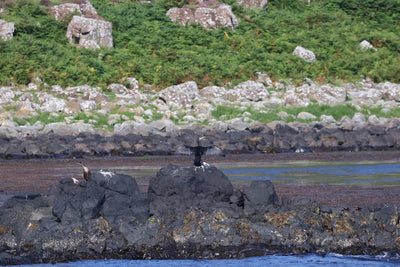 Round Rathlin Lighthouses & Landing Tour with Kintra Boat Tours from Ballycastle, photo 18 of 45