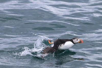 Round Rathlin Lighthouses & Landing Tour with Kintra Boat Tours from Ballycastle, photo 17 of 45