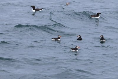 Round Rathlin Lighthouses & Landing Tour with Kintra Boat Tours from Ballycastle, photo 16 of 45
