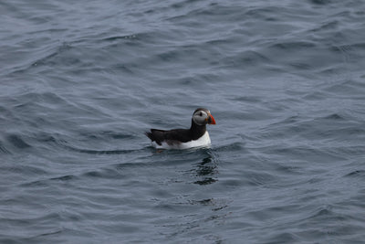 Round Rathlin Lighthouses & Landing Tour with Kintra Boat Tours from Ballycastle, photo 15 of 45