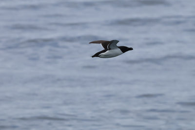 Round Rathlin Lighthouses & Landing Tour with Kintra Boat Tours from Ballycastle, photo 14 of 45