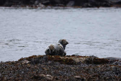 Round Rathlin Lighthouses & Landing Tour with Kintra Boat Tours from Ballycastle, photo 8 of 45