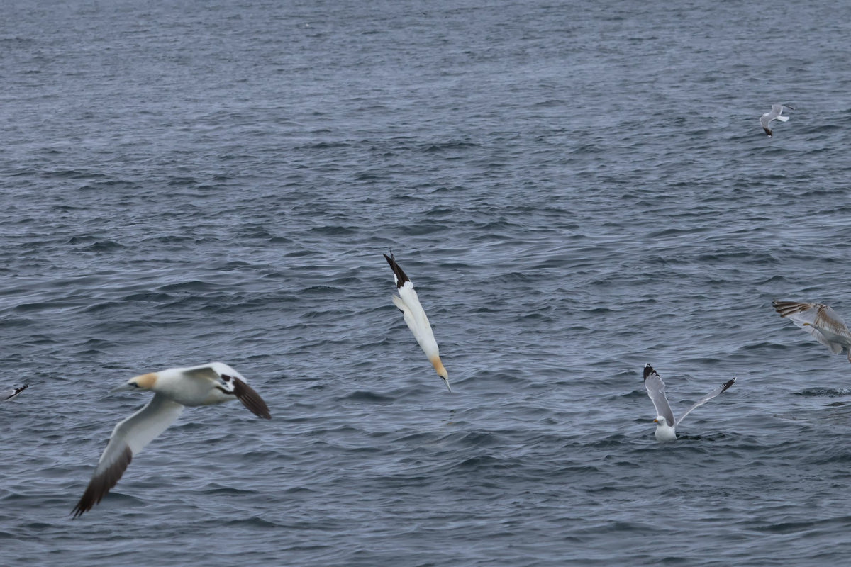 Round Rathlin Lighthouses & Landing Tour with Kintra Boat Tours from Ballycastle, photo 7 of 45