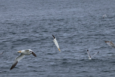 Round Rathlin Lighthouses & Landing Tour with Kintra Boat Tours from Ballycastle, photo 7 of 45