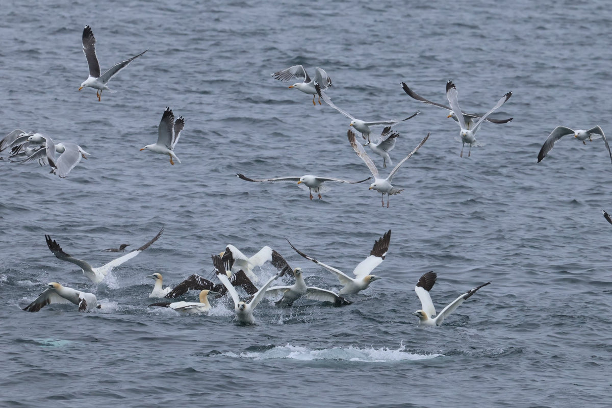 Round Rathlin Lighthouses & Landing Tour with Kintra Boat Tours from Ballycastle, photo 6 of 45