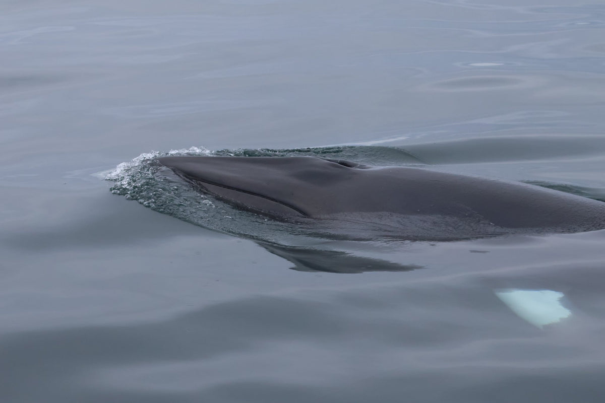 Round Rathlin Lighthouses & Landing Tour with Kintra Boat Tours from Ballycastle, photo 3 of 45