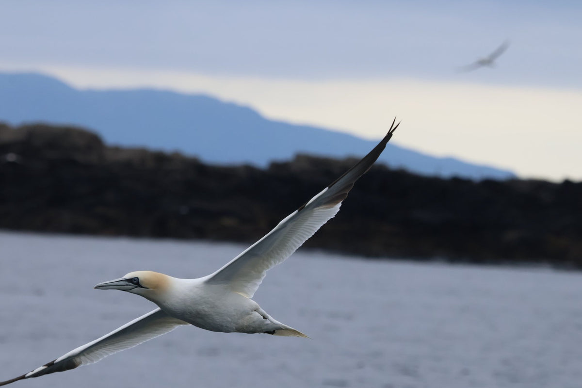 Round Rathlin Lighthouses & Landing Tour with Kintra Boat Tours from Ballycastle, photo 2 of 45