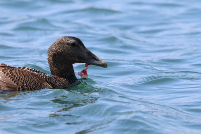 Rathlin Seals & Lighthouses Tour with Kintra Boat Tours from Ballycastle, photo 23 of 24