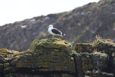 Rathlin Seals & Lighthouses Tour with Kintra Boat Tours from Ballycastle, photo 22 of 24