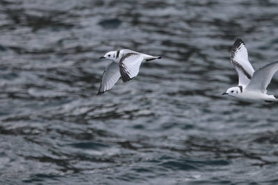 Rathlin Seals & Lighthouses Tour with Kintra Boat Tours from Ballycastle, photo 21 of 24