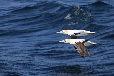 Rathlin Seals & Lighthouses Tour with Kintra Boat Tours from Ballycastle, photo 20 of 24