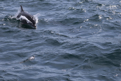 Rathlin Seals & Lighthouses Tour with Kintra Boat Tours from Ballycastle, photo 19 of 24
