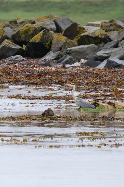 Rathlin Seals & Lighthouses Tour with Kintra Boat Tours from Ballycastle, photo 18 of 24