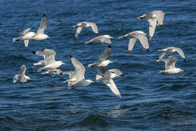 Rathlin Seals & Lighthouses Tour with Kintra Boat Tours from Ballycastle, photo 17 of 24