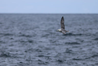 Rathlin Seals & Lighthouses Tour with Kintra Boat Tours from Ballycastle, photo 16 of 24