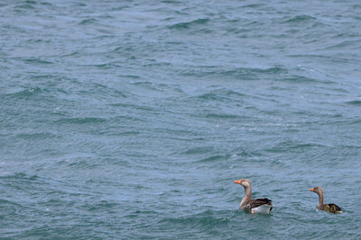 Rathlin Seals & Lighthouses Tour with Kintra Boat Tours from Ballycastle, photo 15 of 24