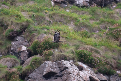 Rathlin Seals & Lighthouses Tour with Kintra Boat Tours from Ballycastle, photo 14 of 24