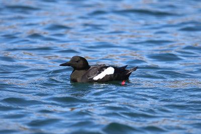 Rathlin Seals & Lighthouses Tour with Kintra Boat Tours from Ballycastle, photo 12 of 24