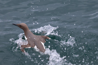 Rathlin Seals & Lighthouses Tour with Kintra Boat Tours from Ballycastle, photo 11 of 24