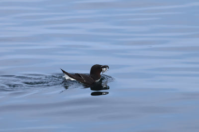 Rathlin Seals & Lighthouses Tour with Kintra Boat Tours from Ballycastle, photo 10 of 24