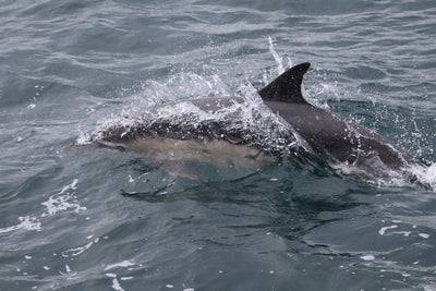 Rathlin Seals & Lighthouses Tour with Kintra Boat Tours from Ballycastle, photo 9 of 24