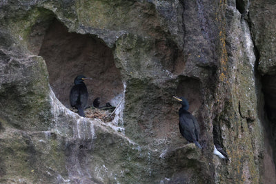 Rathlin Seals & Lighthouses Tour with Kintra Boat Tours from Ballycastle, photo 8 of 24
