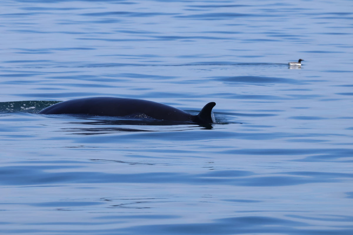 Rathlin Seals & Lighthouses Tour with Kintra Boat Tours from Ballycastle, photo 6 of 24