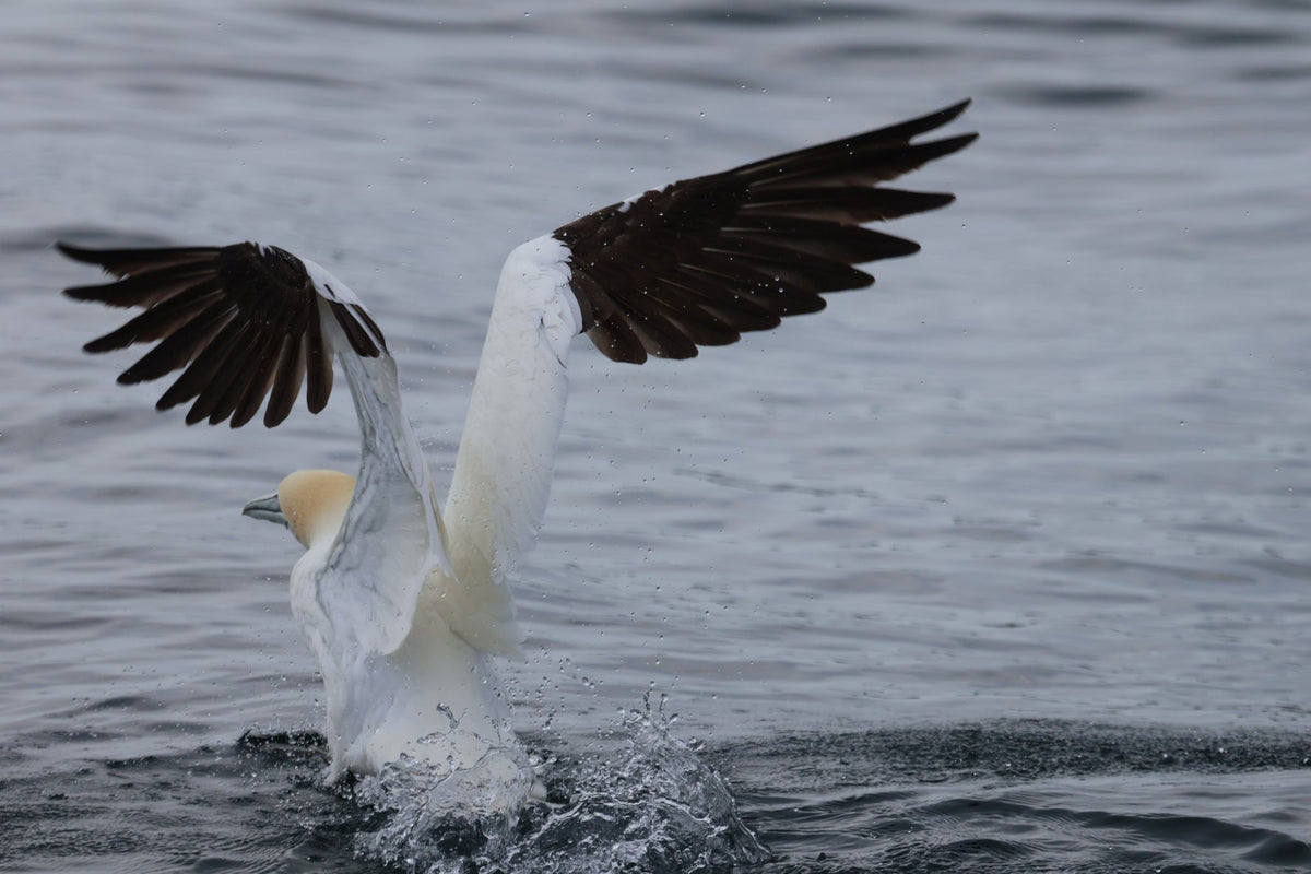 Rathlin Seals & Lighthouses Tour with Kintra Boat Tours from Ballycastle, photo 5 of 24