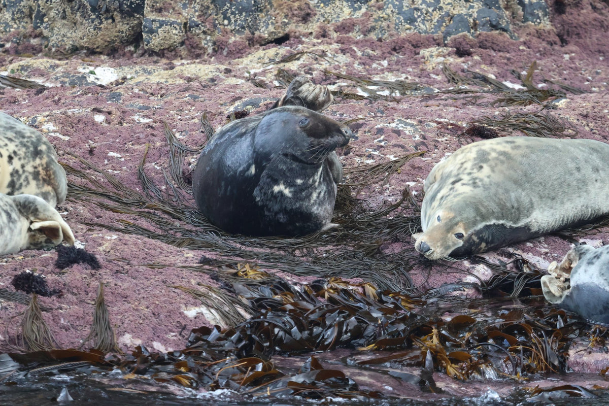 Rathlin Seals & Lighthouses Tour with Kintra Boat Tours from Ballycastle, photo 3 of 24