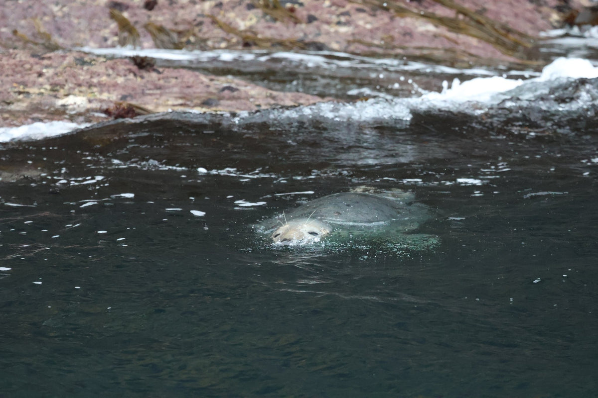 Rathlin Seals & Lighthouses Tour with Kintra Boat Tours from Ballycastle, photo 2 of 24