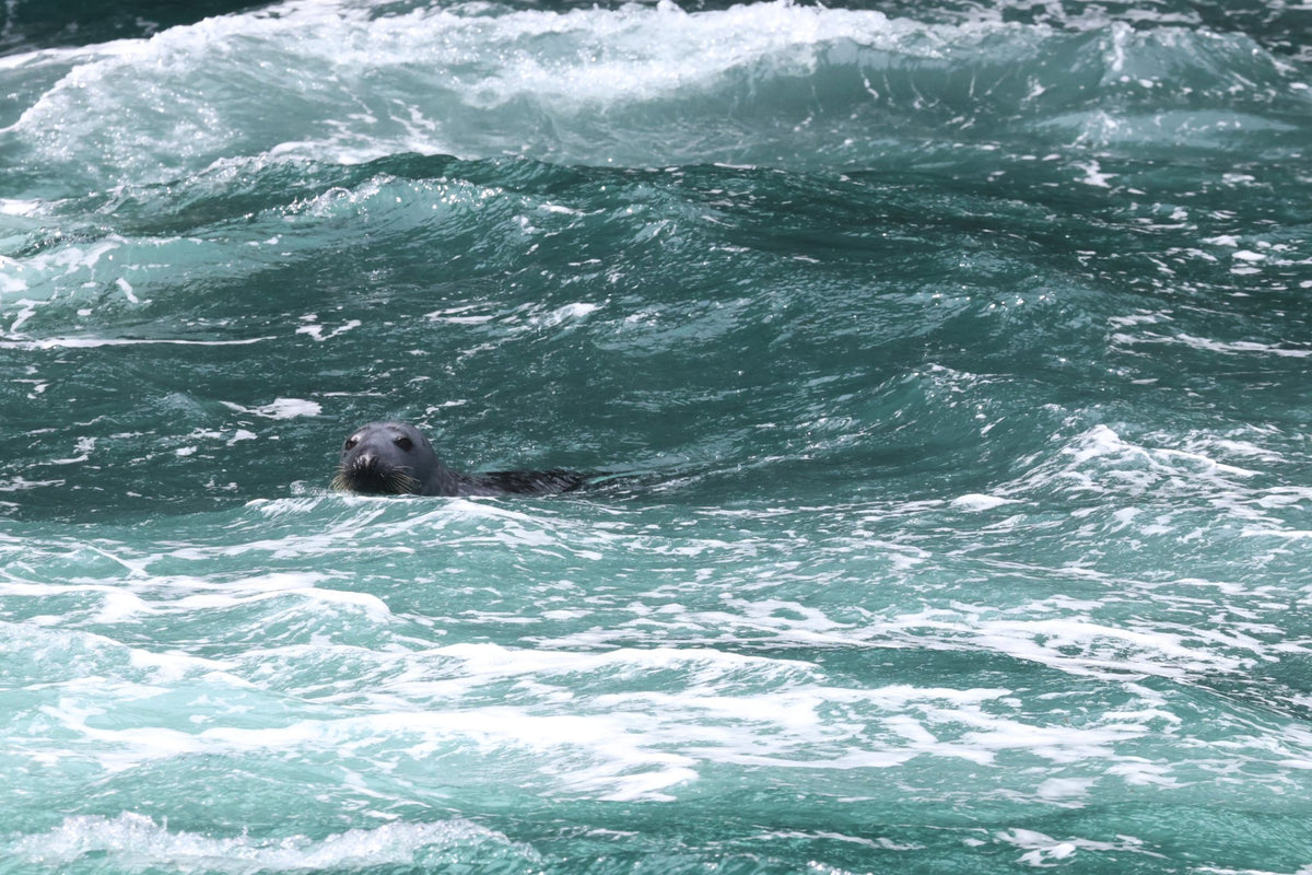 Rathlin Seals & Lighthouses Tour