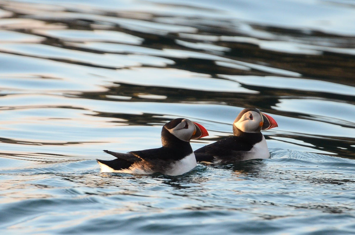 Puffins, Seals & Lighthouses Tour